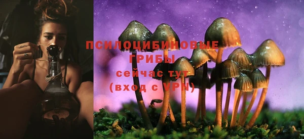 хмурый Аркадак